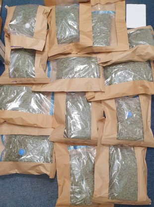 Cannabis seized by gardaí yesterday.
