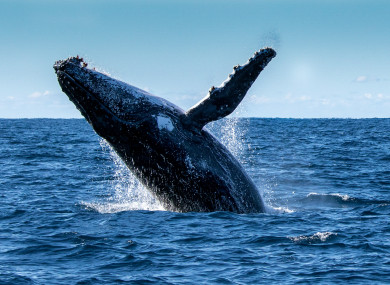 A humpback whale (probably not the one that swallowed Mr Packard)