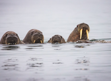Before you ask yes there are five walruses in the photo.