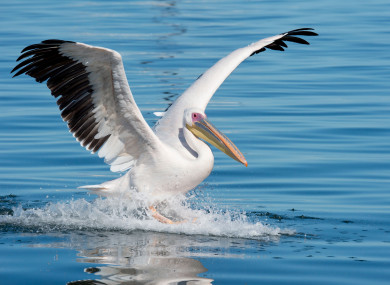 The pelican previously went missing in 2018. Stock photo.