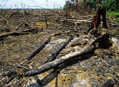 Amazon Rainforest Burnt for Cattle Ranching