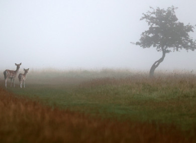 File image of deer in heavy fog in the Phoenix Park in Dublin earlier this year.