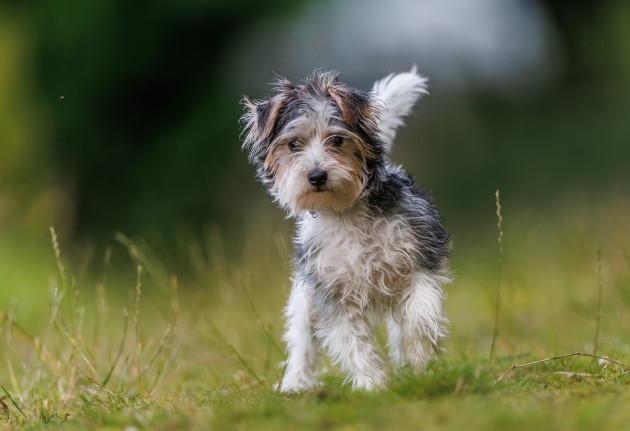 Dognapping is way down since Covid peak but remains 'hugely distressing' for owners