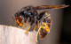 Another Asian hornet has been captured in Cork - and it looks like there's a second hive