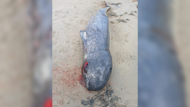 Sorry! Image not available at this time