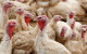Second bird flu outbreak in commercial turkey flock confirmed in Co Meath