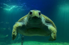 Beloved sea turtle to be released back into the wild after 22 years in Dingle aquarium