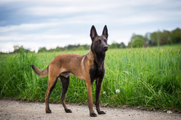 Garda bitten on the face by 'vicious' Belgian Malinois while searching for suspected drug dealer