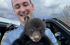 Have you ever rescued an animal?