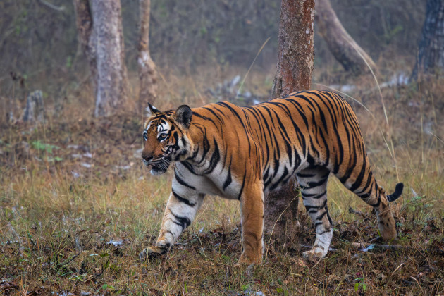 German police shoot and kill tiger after it injured handler and escaped private zoo
