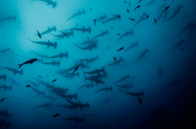 How much do you know about sea creatures?