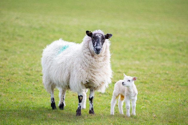How much do you know about sheep?