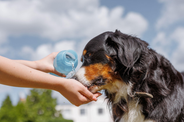 Dog owners urged to rethink walks and keep pets cool as weather heats up