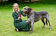 The Irish wolfhound features prominently on Ireland’s new passport