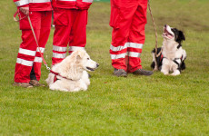 Dog behaviourist: Why your dog actually loves you (yes, really)