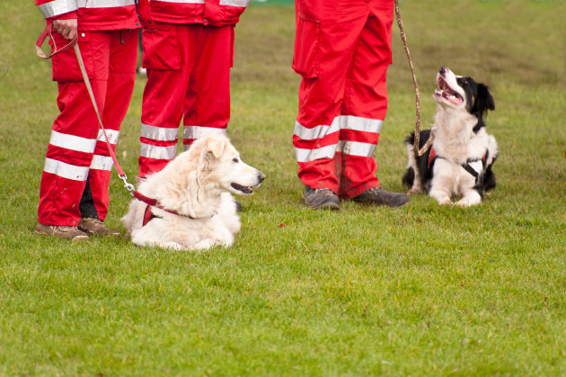 Dog behaviourist: Why your dog actually loves you (yes, really)