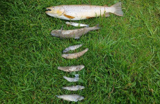 Over 500 fish dead in 'significant' fish kill in Co Kildare