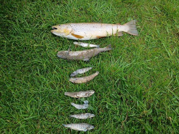 Over 500 fish dead in 'significant' fish kill in Co Kildare