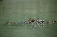 Israel reclassifies crocodiles so they can be used to deter prison escapes