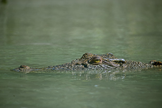 Israel reclassifies crocodiles so they can be used to deter prison escapes