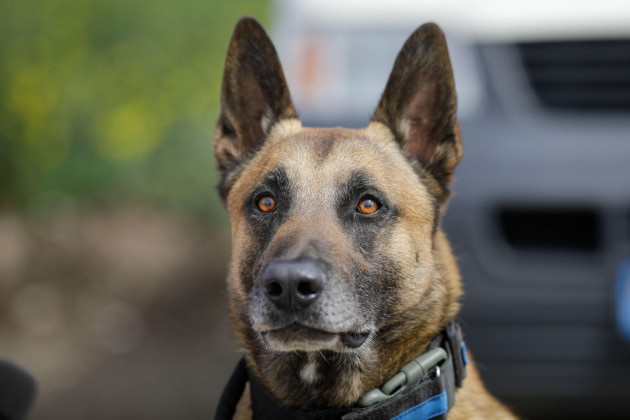 Judge orders destruction of dog that 'savaged' garda's face during drug search