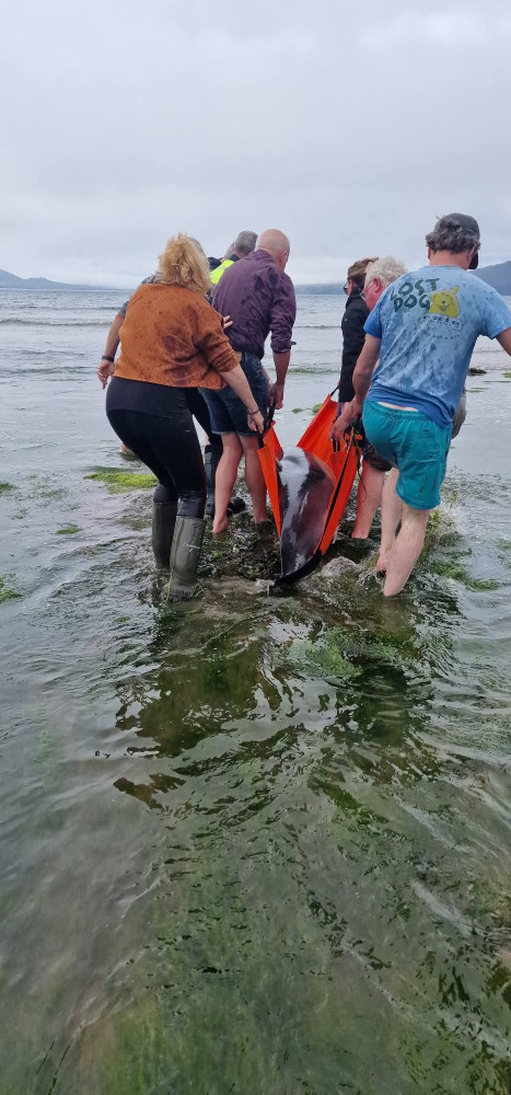 Locals mount dramatic rescue operation after dolphins stranded on Kerry Gaeltacht beach