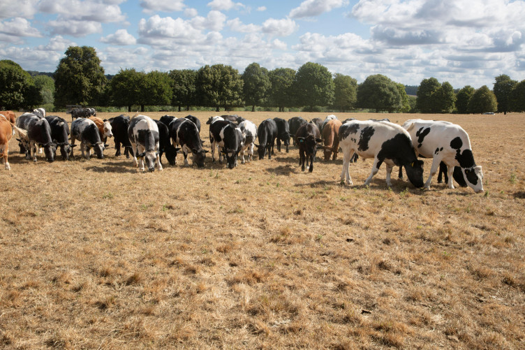 Debunked: Cows contribute significantly towards climate change, despite claims in viral video