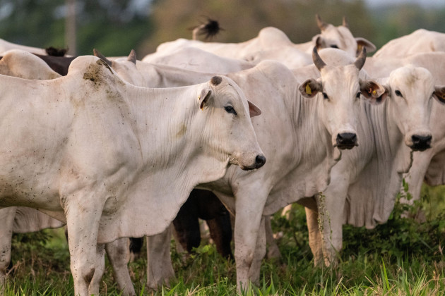 EU to suspend imports of Brazilian meat over compliance concerns