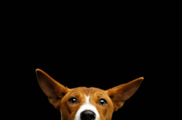 After the bang: The hidden cost of Halloween fireworks to pets and wildlife